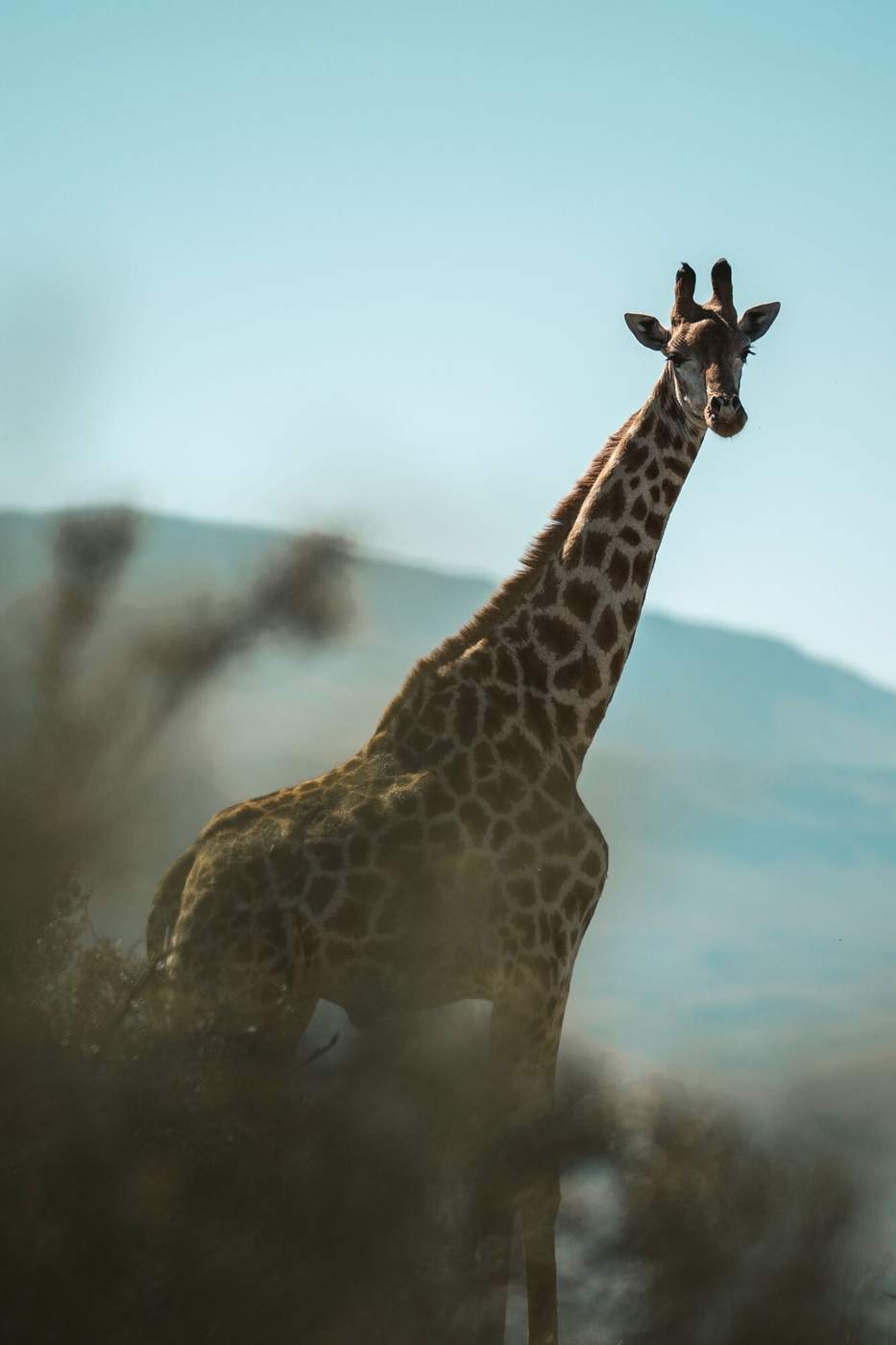 A giraffe looking straight at the camera above the bush, with blue mountains behind