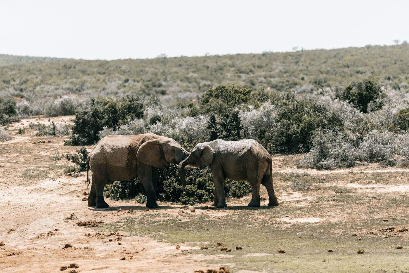 Two young elephants with their trunks entwined in dry scrub