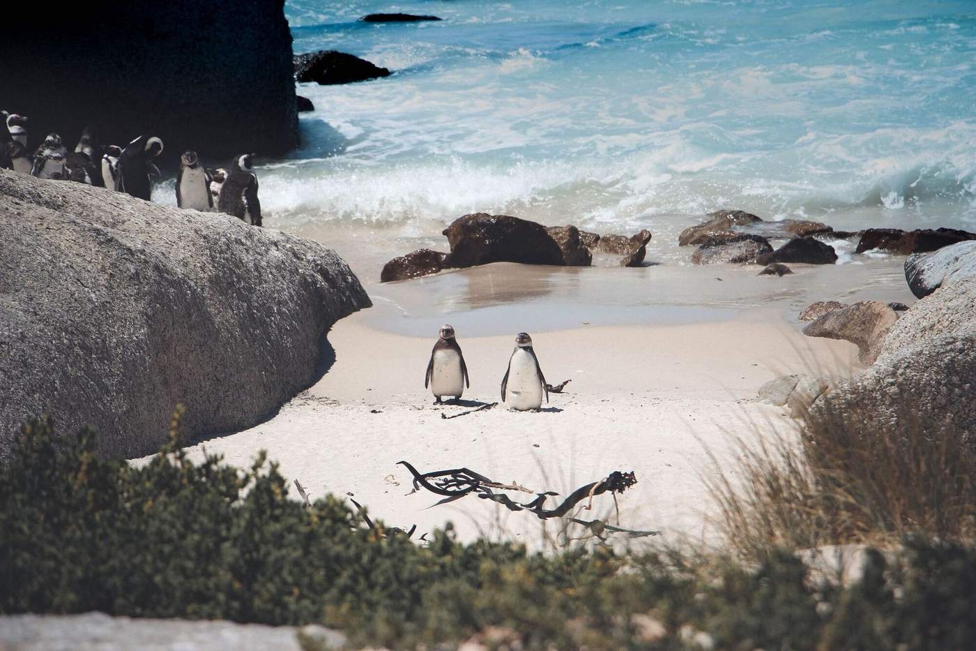 African penguins on a white sand cove between granite boulders