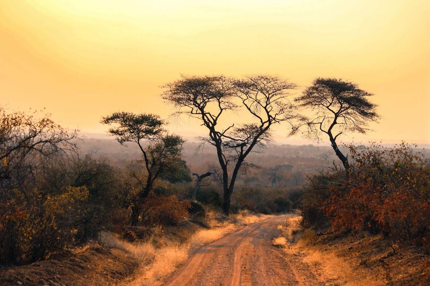 Acacia trees silhouetted against a golden sky above a red dirt road in the bushveld