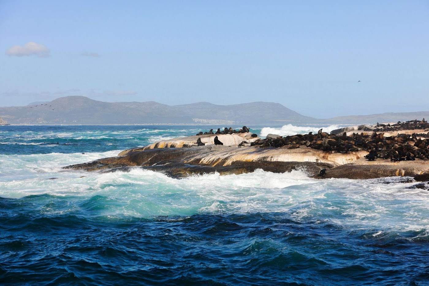 Cape fur seals crowded on a rocky island in rough blue water