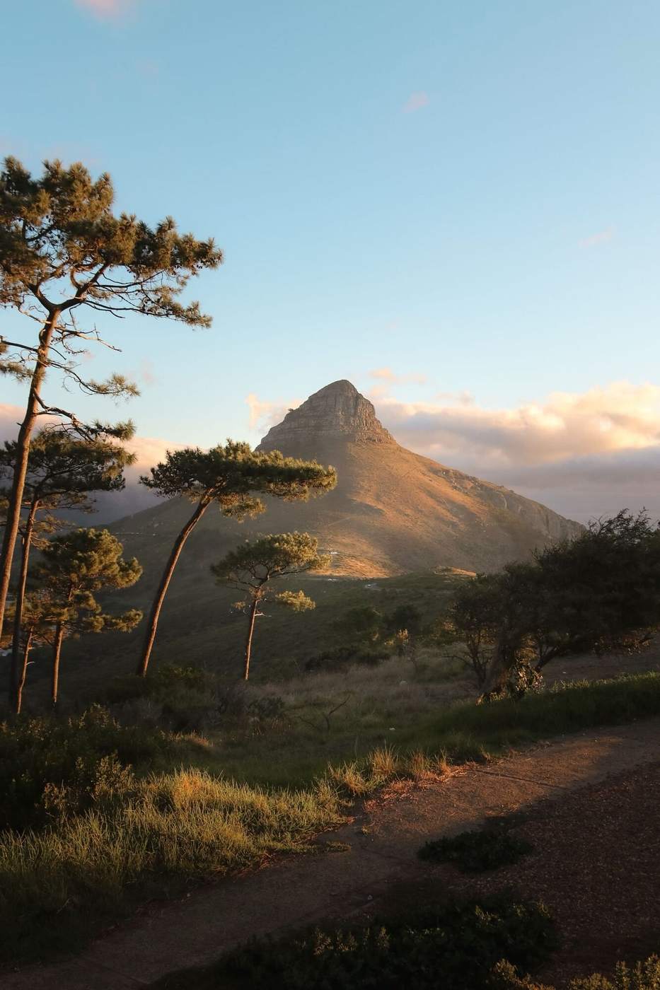 Lion's Head in golden evening light, framed by umbrella pines