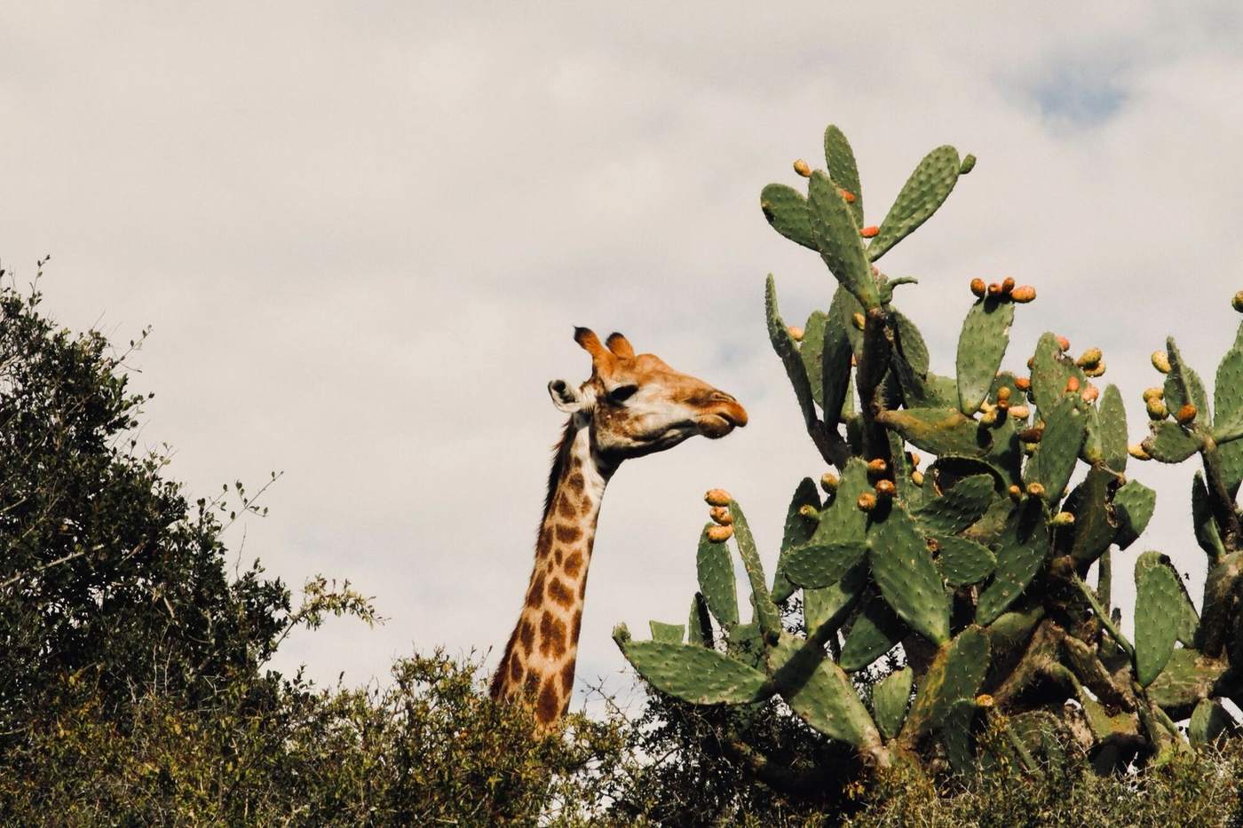 A giraffe reaching towards a tall prickly pear cactus above the bush
